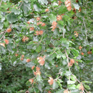 Fagus sylvatica