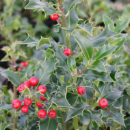 Ilex aquifolium 'Alaska'