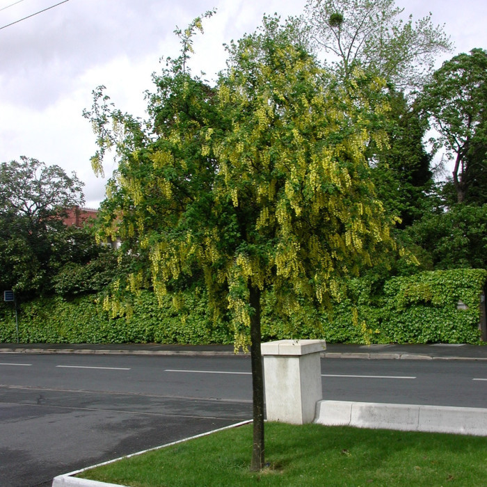 Laburnum anagyroides