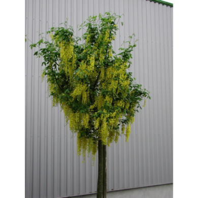 Laburnum x watereri 'Vossii'