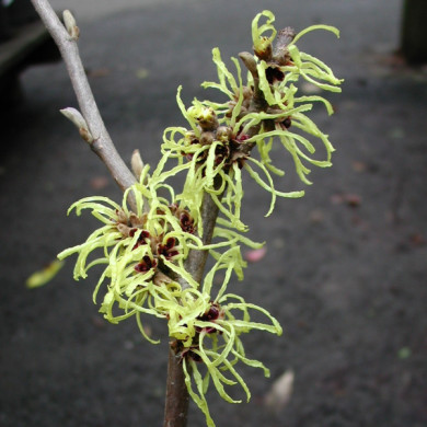 Hamamelis x intermedia 'Pallida'