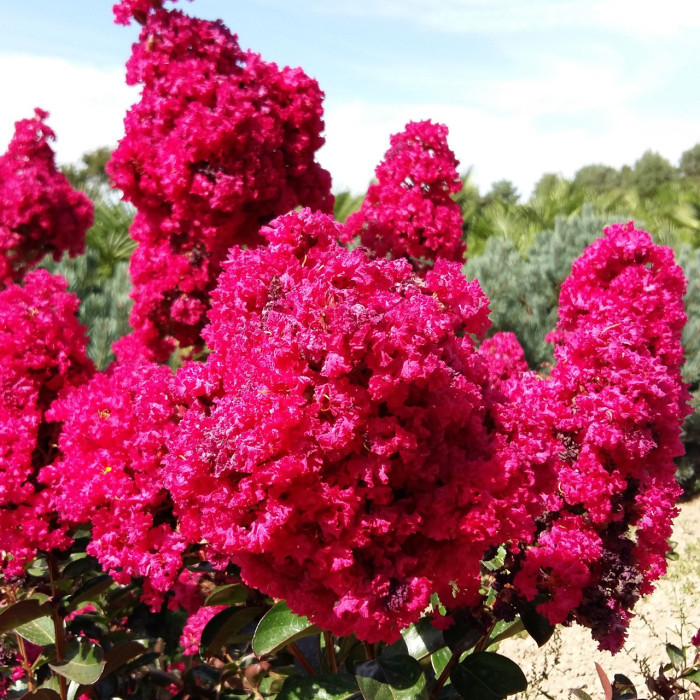 Lagerstroemia indica Braise d'été 'Indybra'