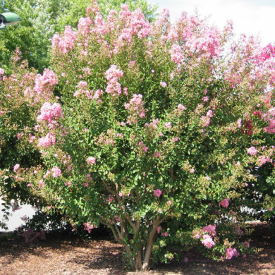 Lagerstroemia indica Monbazillac 'Desmon'