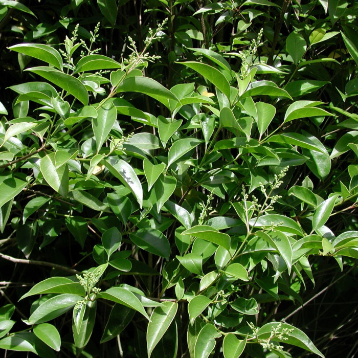 Ligustrum japonicum