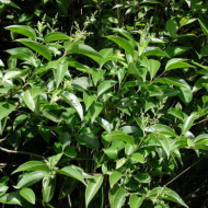 Ligustrum japonicum