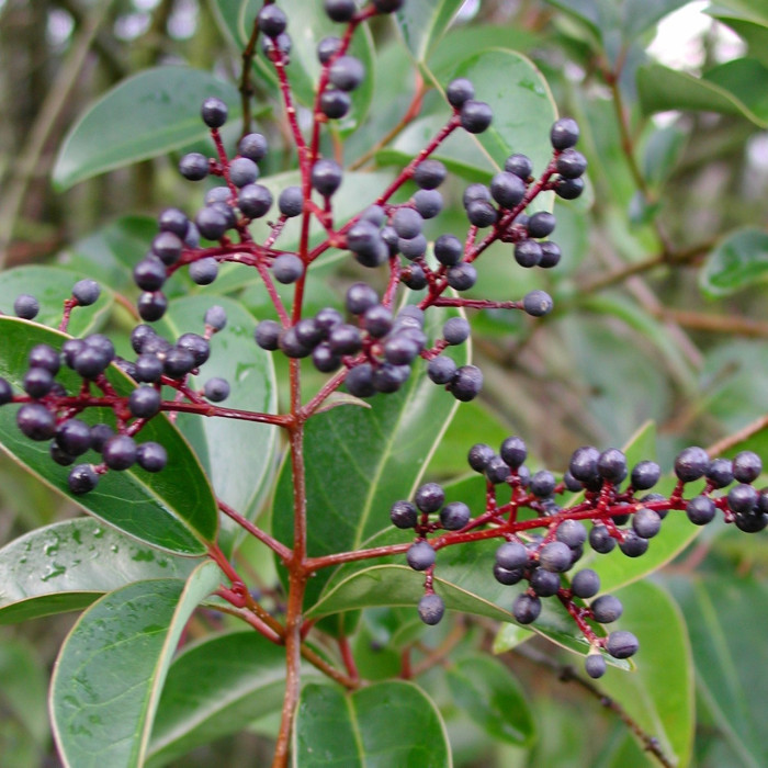 Ligustrum japonicum
