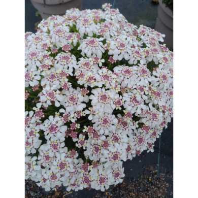 Iberis sempervirens 'Pink Ice'