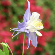 Aquilegia 'Blue Star'