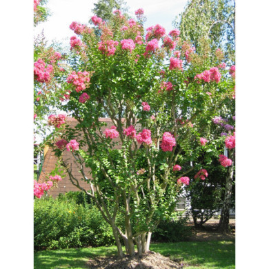 Lagerstroemia indica Yang Tse 'Desyan'