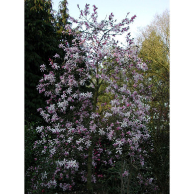 Magnolia x loebneri 'Leonard messel'