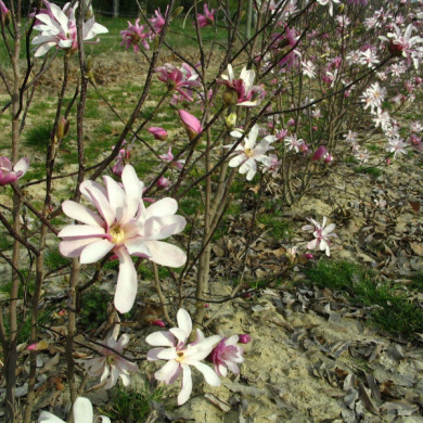 Magnolia x loebneri 'Leonard messel'
