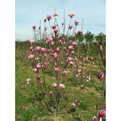 Magnolia x soulangeana 'Lennei'