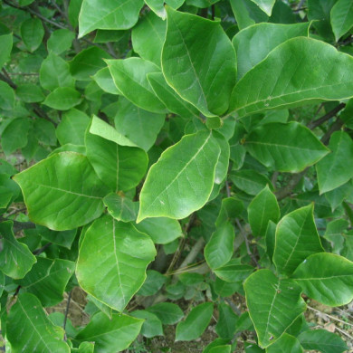 Magnolia x soulangeana 'Lennei'