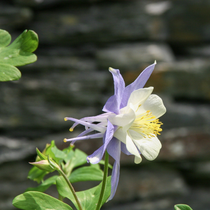 Aquilegia 'Blue Star'