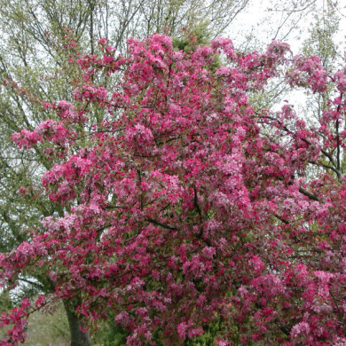 Malus COCCINELLA® 'Courtarou'