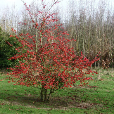 Malus EVERESTE® 'Perpetu'