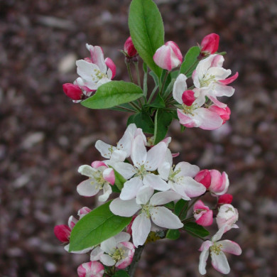 Malus EVERESTE® 'Perpetu'
