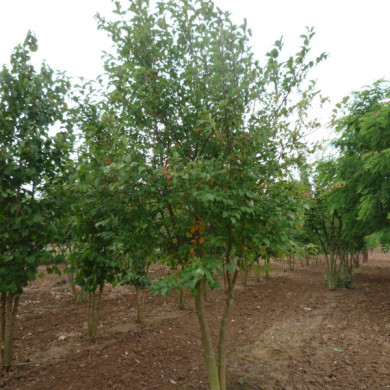 Malus EVERESTE® 'Perpetu'