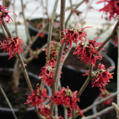 Hamamelis x intermedia 'Ruby Glow'