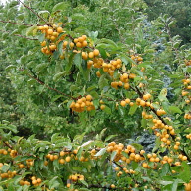 Malus 'Golden Hornet'