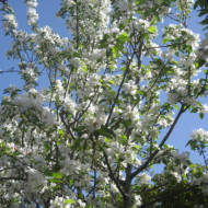 Malus 'John Downie'