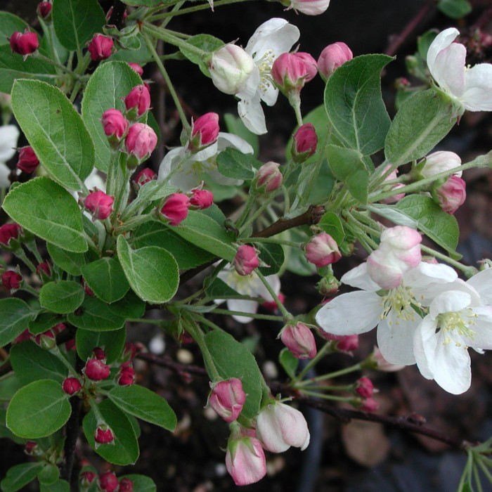Malus 'John Downie'