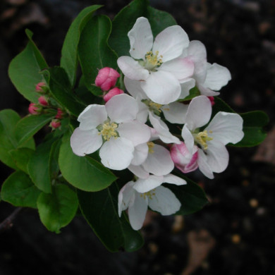 Malus 'Red Sentinel'