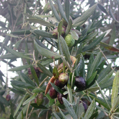 Olea europaea
