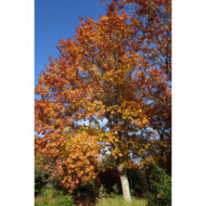 Quercus rubra