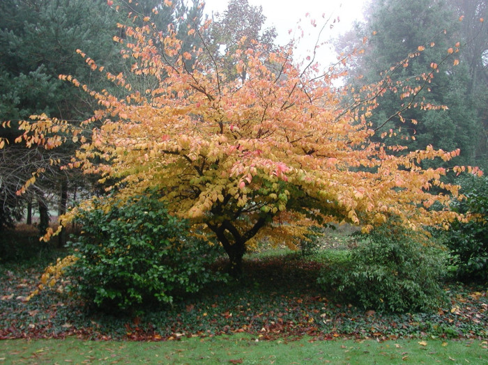 Parrotia persica