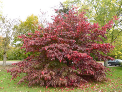 Parrotia persica