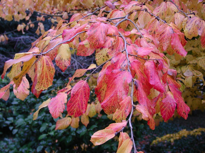 Parrotia persica