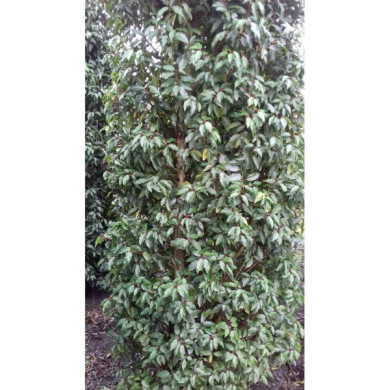 Prunus lusitanica 'Angustifolia'