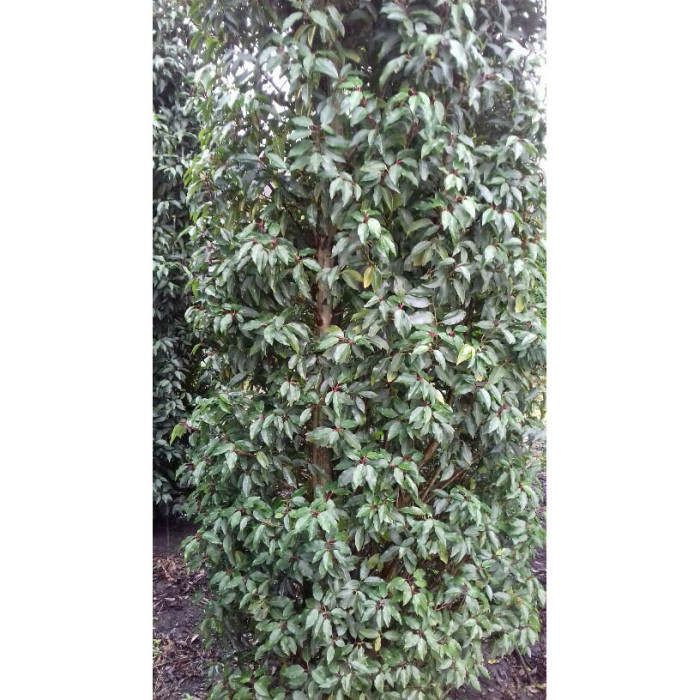 Prunus lusitanica 'Angustifolia'