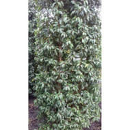 Prunus lusitanica 'Angustifolia'