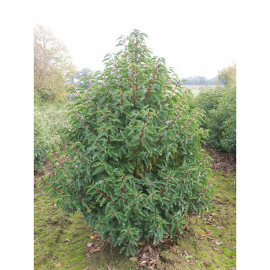 Prunus lusitanica 'Angustifolia'