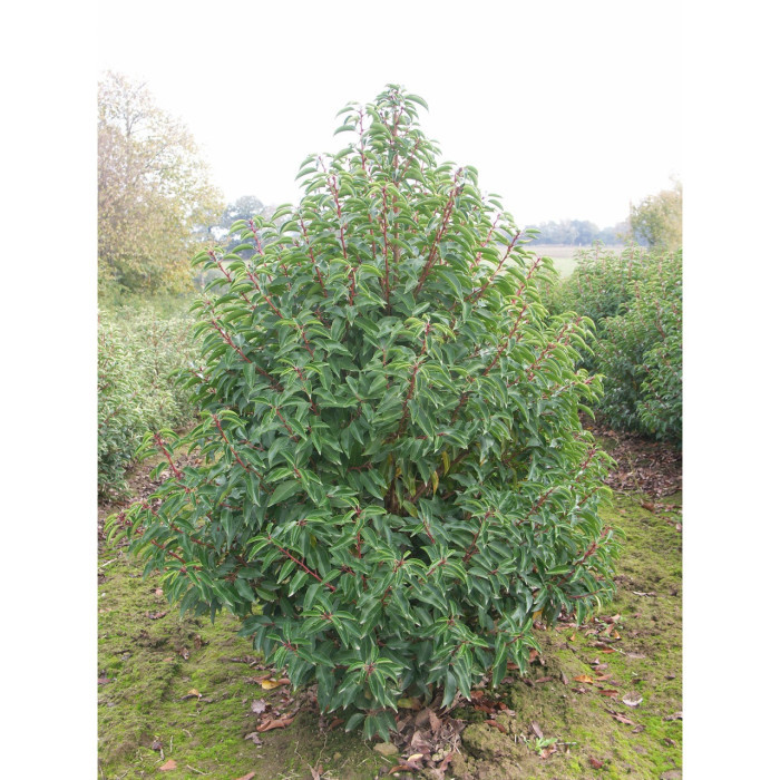 Prunus lusitanica 'Angustifolia'