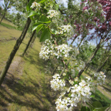 Prunus mahaleb