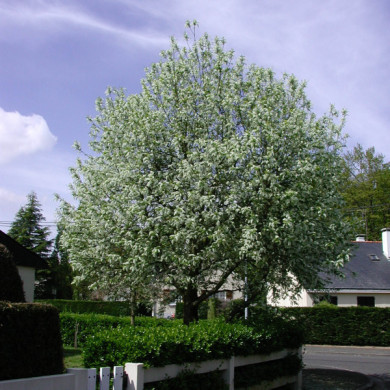 Prunus padus