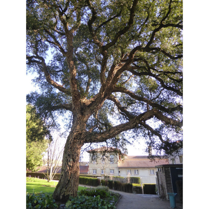 Quercus suber