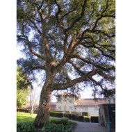 Quercus suber