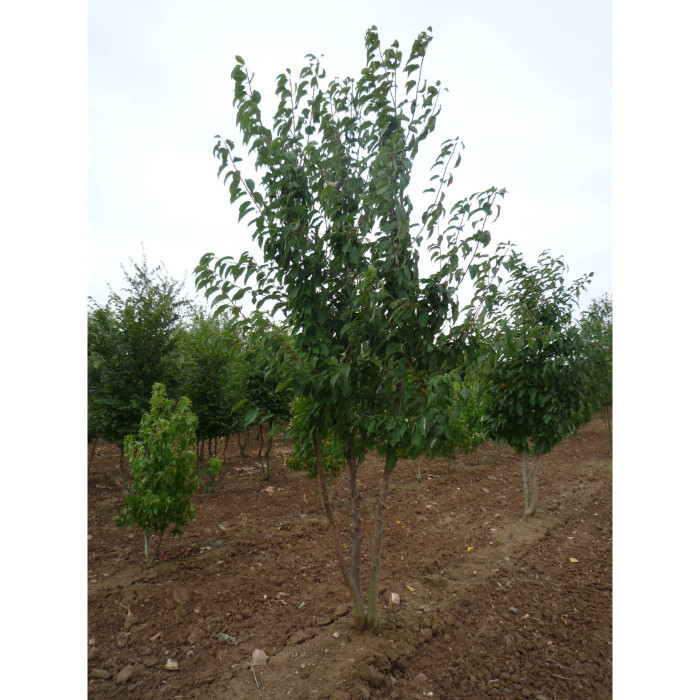 Prunus padus