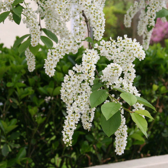 Prunus padus