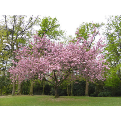 Prunus serrulata 'Kanzan'