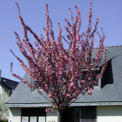 Prunus serrulata 'Kanzan'