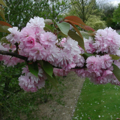 Prunus serrulata 'Kanzan'
