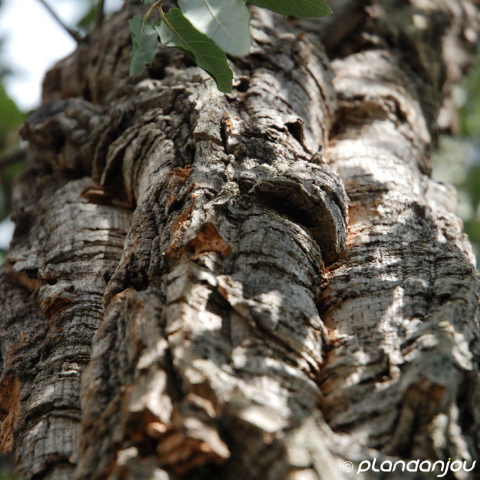 Quercus suber