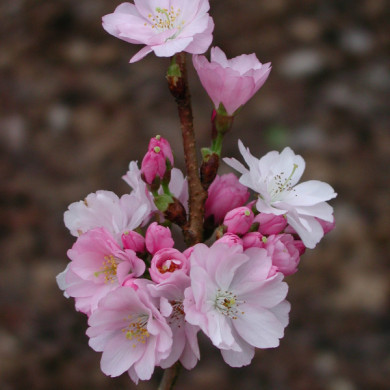 Prunus 'Accolade'