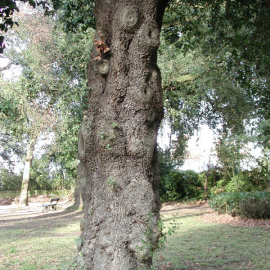Quercus ilex