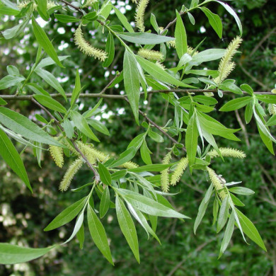 Salix alba 'Chermesina'